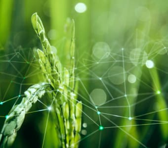 About GR AGRI DMCC