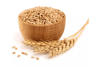 Barley